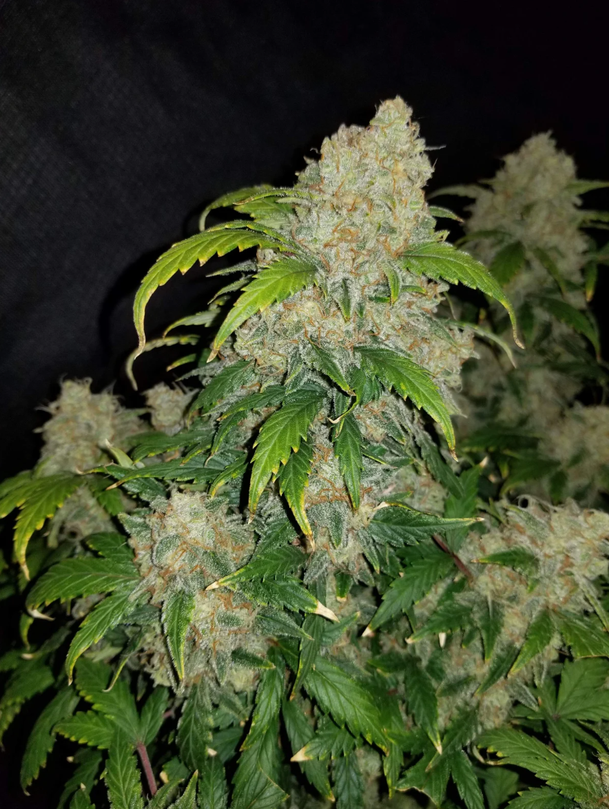 Miniatura: Zkittlez