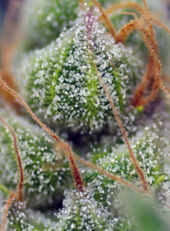 Miniatura: Crystal Candy