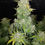 Miniatura: Amnesia Haze Original Auto