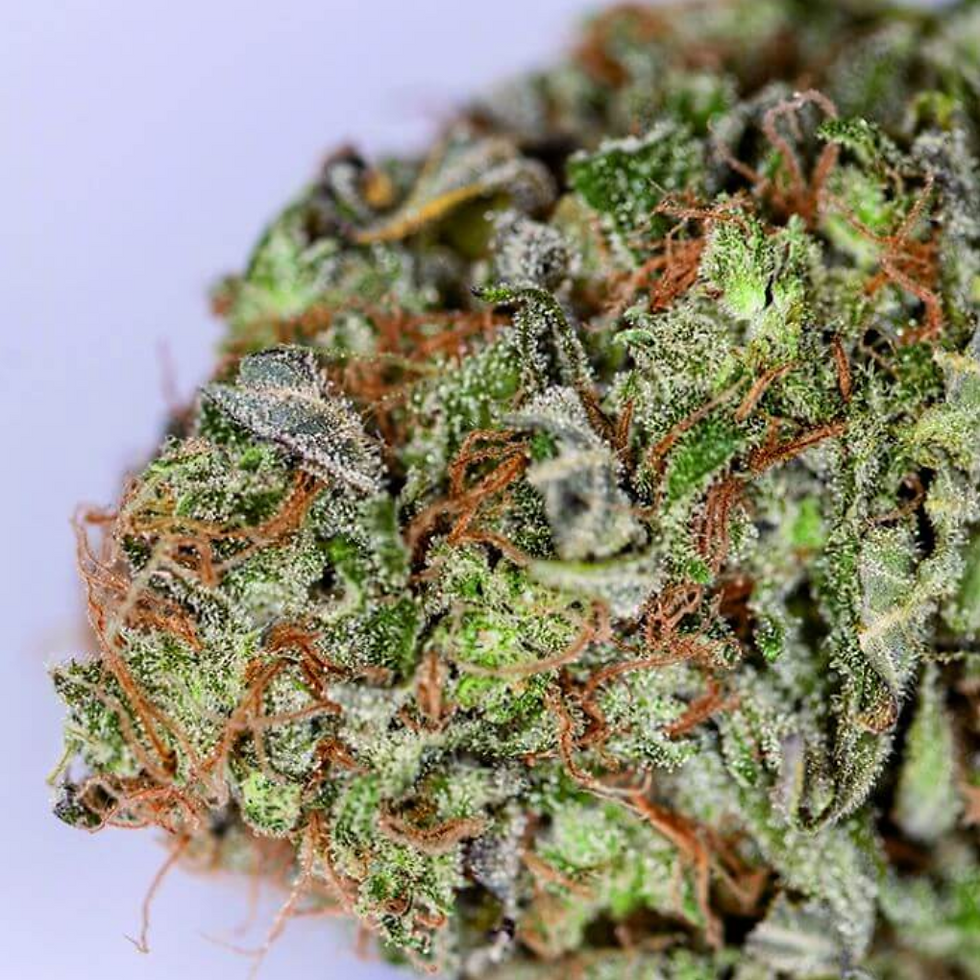 Miniatura: Grandaddy Purple