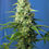 Miniatura: Honey Peach Auto CBD
