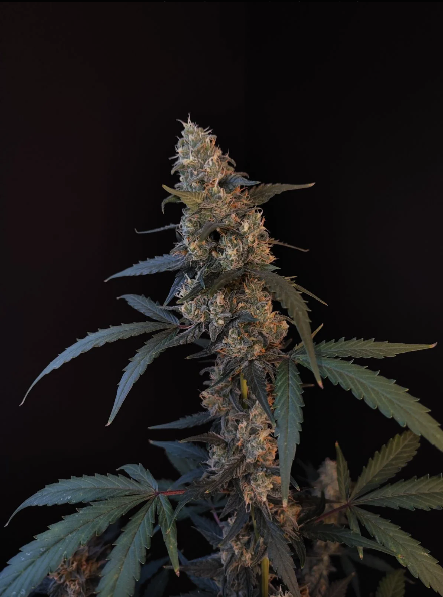 Miniatura: Bubblegum Original auto