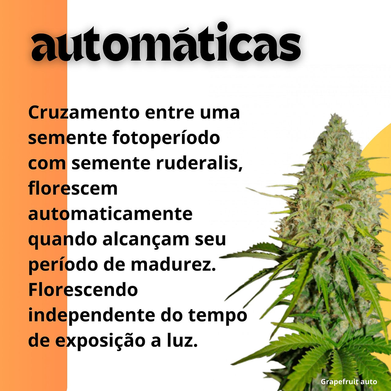 Sementes automaticas
