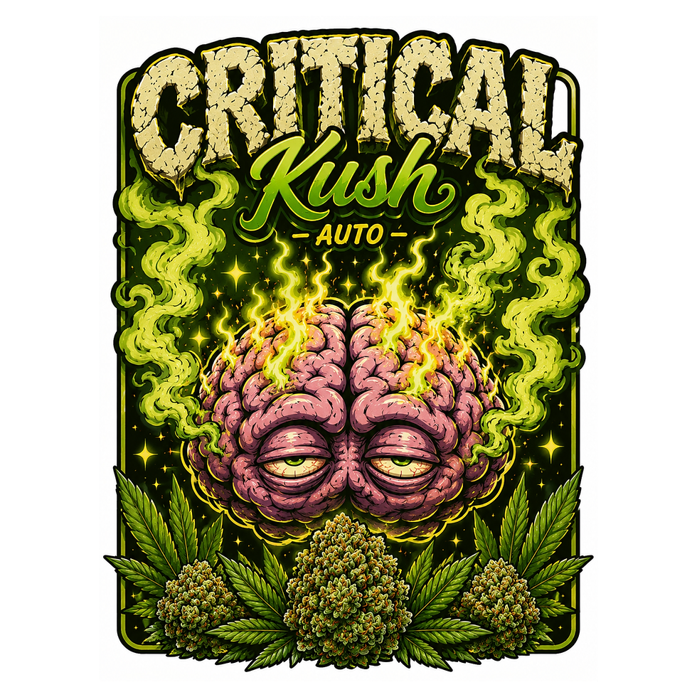 Miniatura: Critical Kush auto