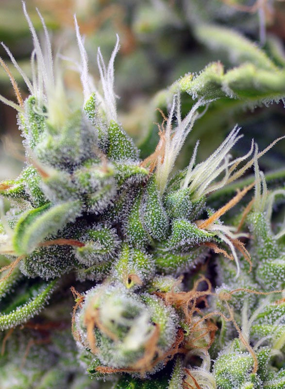 Miniatura: San Fernando Lemon Kush