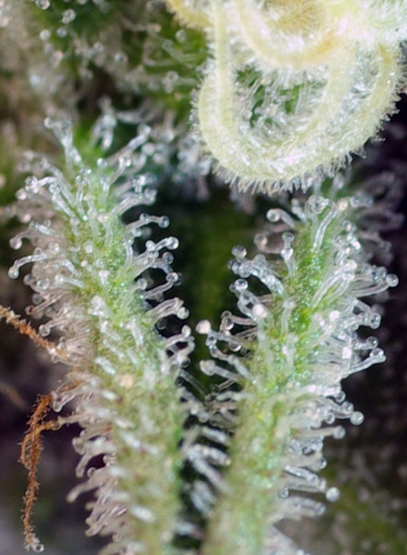 Miniatura: Sweet Nurse Auto CBD