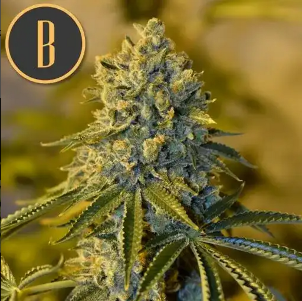 Miniatura: Bruce Banner #3
