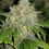 Miniatura: Zkittlez