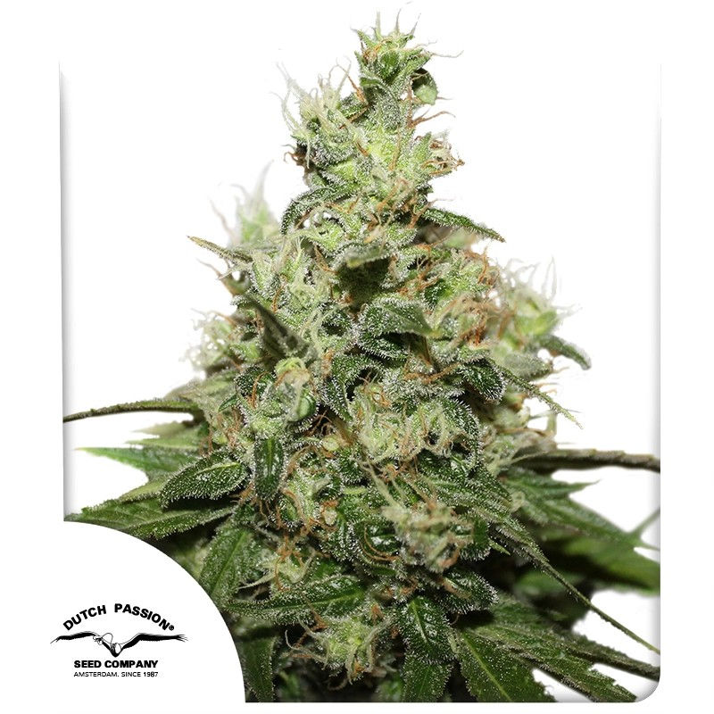 CBD Kush