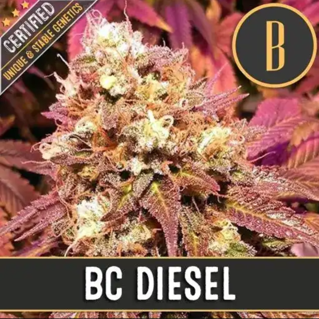 BC Diesel
