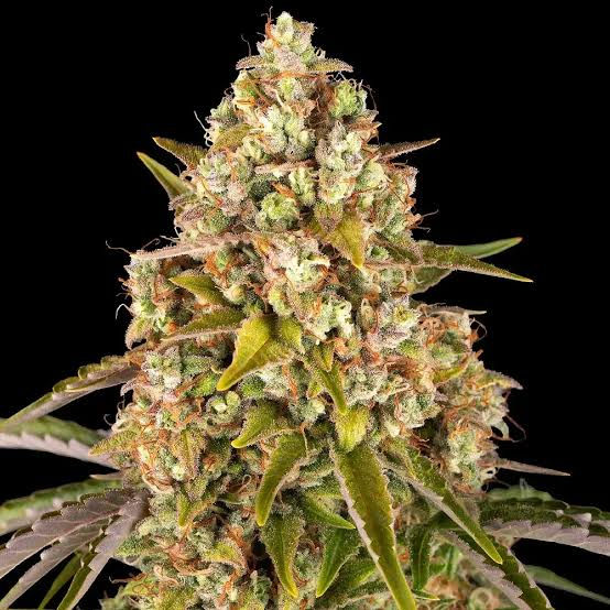 Miniatura: Critical Kush auto