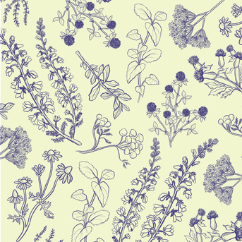 botanist illustrations-02.png