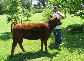 Heifer3.jpg