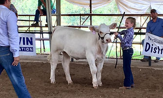 heifer4.jpg