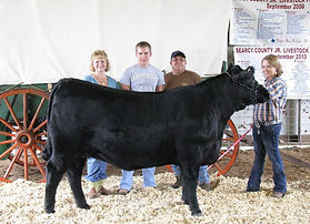heifer1.jpg
