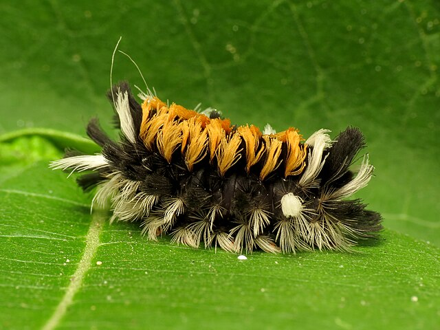 Milkweed Tussock Moth Caterpillar milkweed monarch