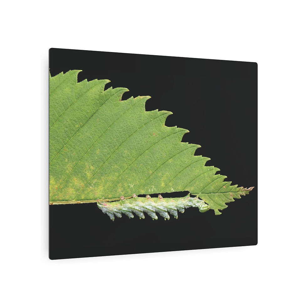 Thumbnail: Double-toothed Prominent (Nerice bidentata) Metal Print