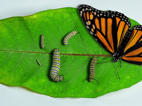 Monarch Butterflies: Killing Them With Kindness