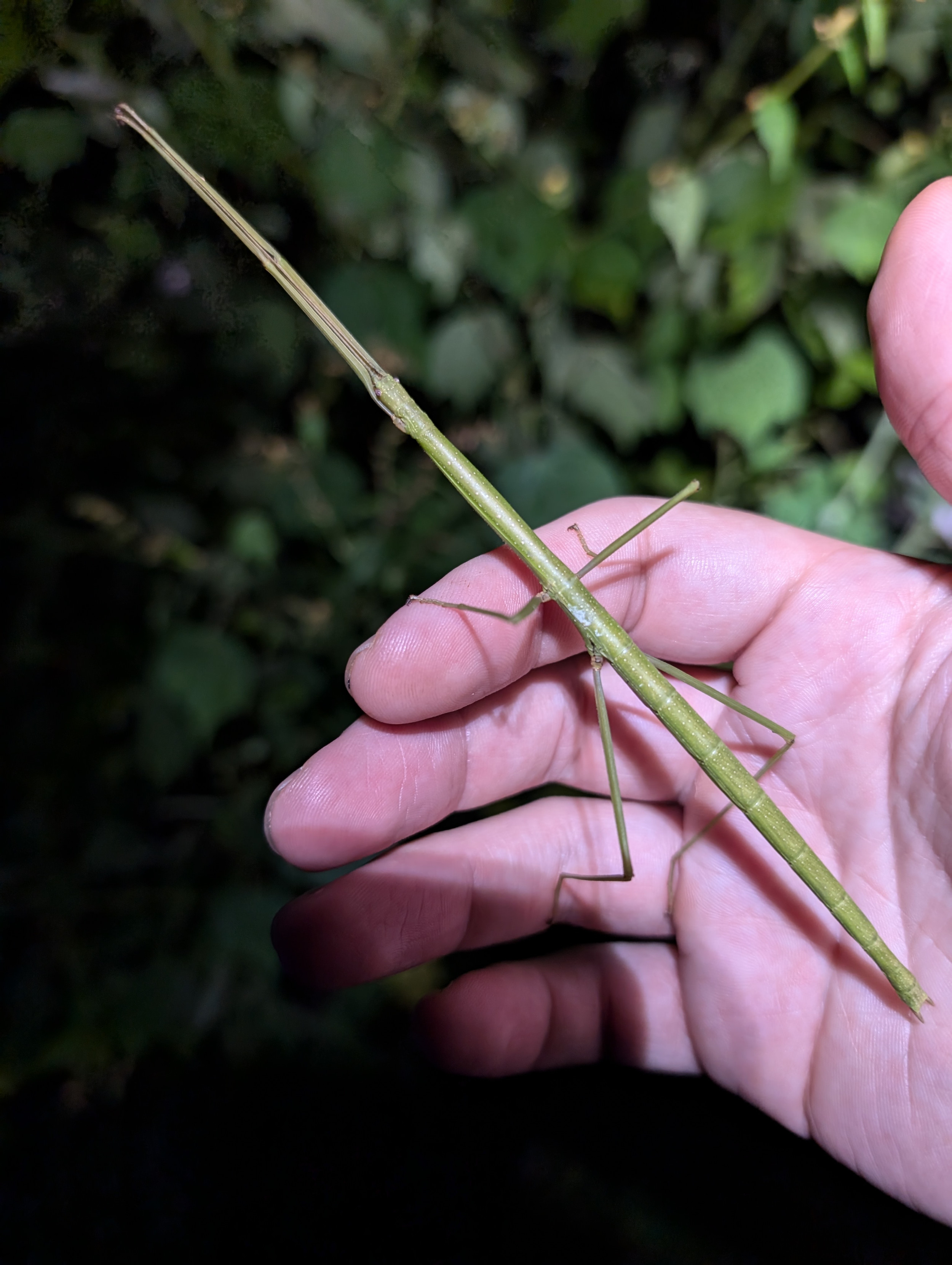 Intubi Insect Research | Global Entomology Coalition