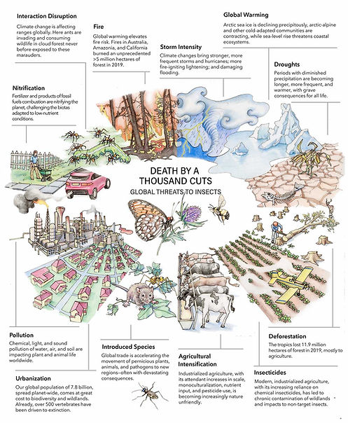 Death by a Thousand Cuts - David Wagner Entomology Conservation Threats