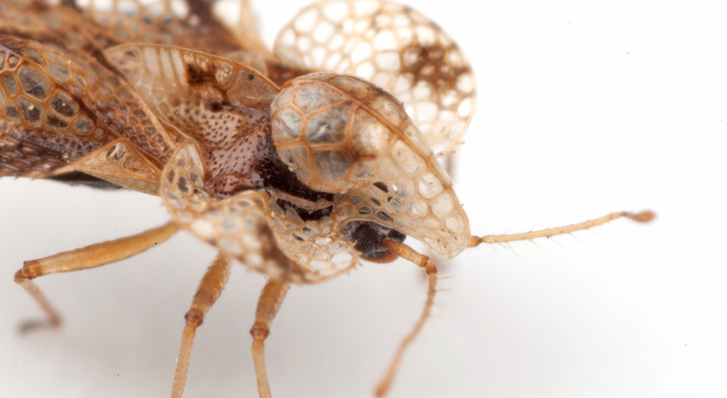 Enth Insect The EntosΓ© | Global Entomology Coalition