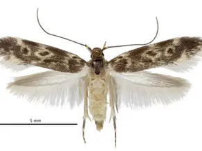 Bone Collector Moth Hyposmocoma