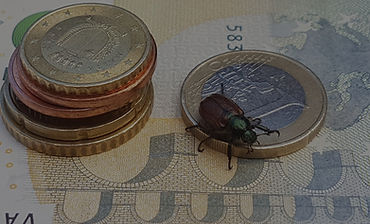 Beetle_on_Money_(48143954042)_edited.jpg