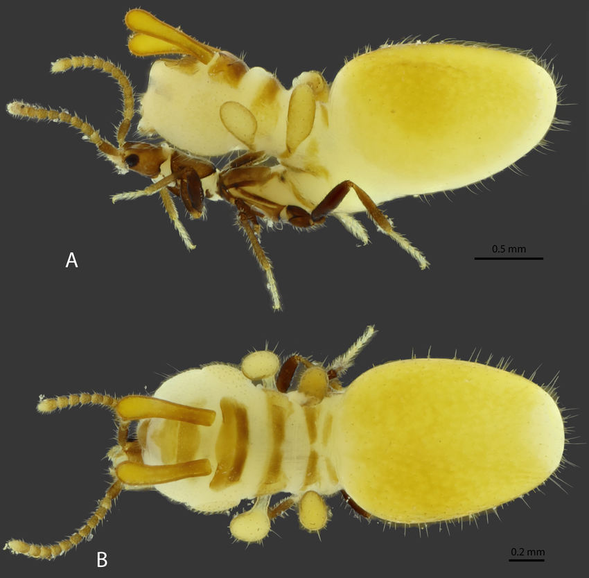 Austrospirachtha carrijoi rove beetle (Staphylinidae) from Australia