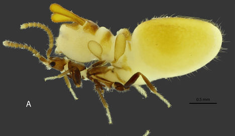 Austrospirachtha carrijoi rove beetle (Staphylinidae) from Australia