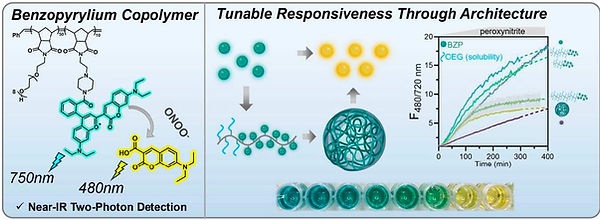 polymer-platform-for-peroxynitrite-detection-utilizing-benzopyrylium-chemistry.jpeg