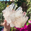 Thumbnail: 7.1” , 1.26kg Pink Himalayan Quartz Cluster - Kullu Valley