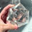 Thumbnail: 3.5” LEMURIAN Quartz Icosahedron - Platonic Solid - Brazil