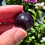 Thumbnail: 0.9”, 55ct High Quality Star Garnet - India