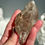Thumbnail: 3.75” VERY RARE Unbelievable Formation Smoky Nirvana Ice Elestial Himalayan