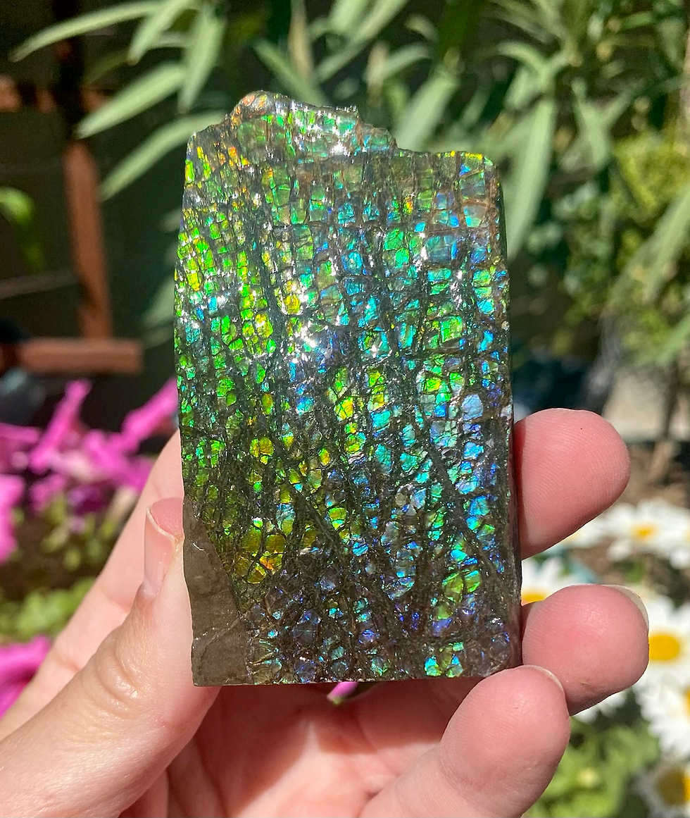 Thumbnail: Vibrant Blue-Green Opalescent Ammolite Gem Specimen  - Transformation and Activa