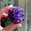 Thumbnail: 2.4” Deep Purple Amethyst Rosette Cluster - Uruguay