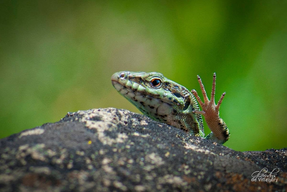 Lézard des souches
Cantal