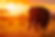 ELEPHANT AU CREPUSCULE