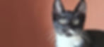 Cat1.jpg