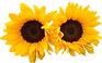 sunflower png