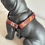 Thumbnail: PAISLEY HARNESS