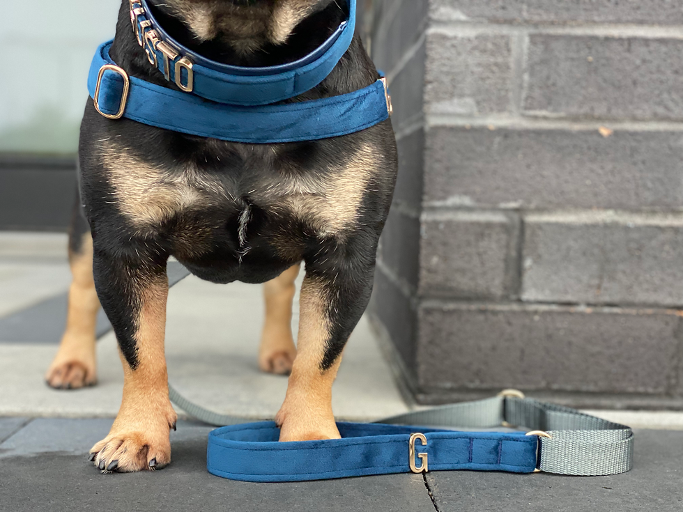 Thumbnail: NAVY VELVET LEASH