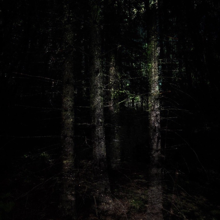 The Park is the Messenger of the Forest no.4