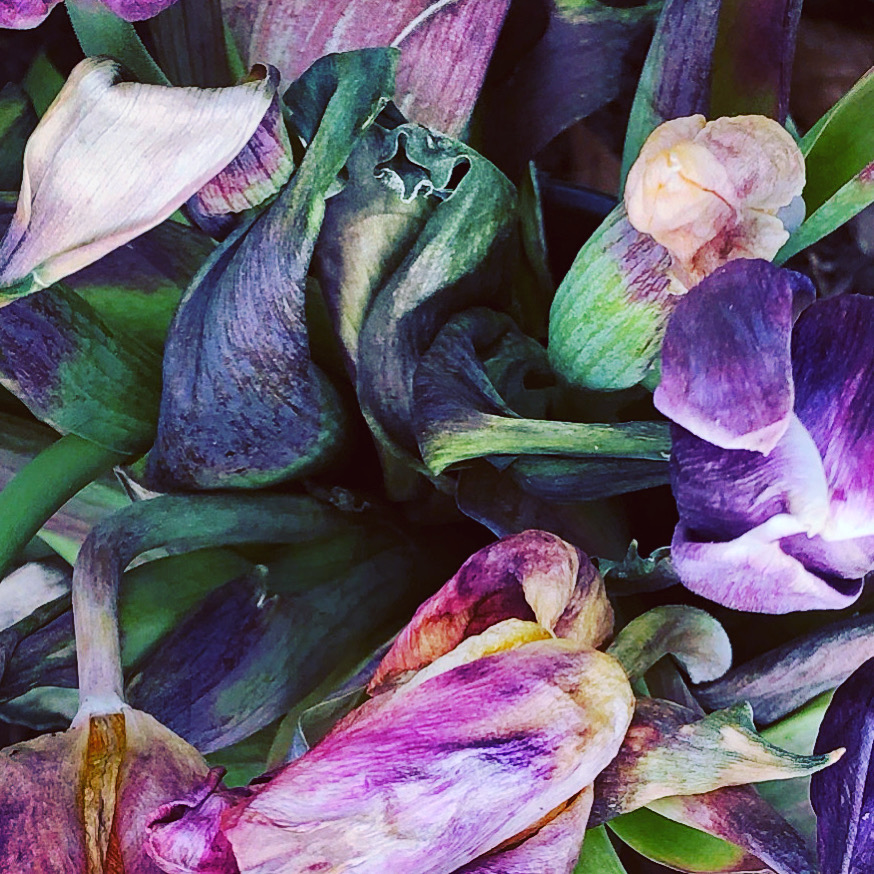 Breeding Lilacs out of the dead land 1