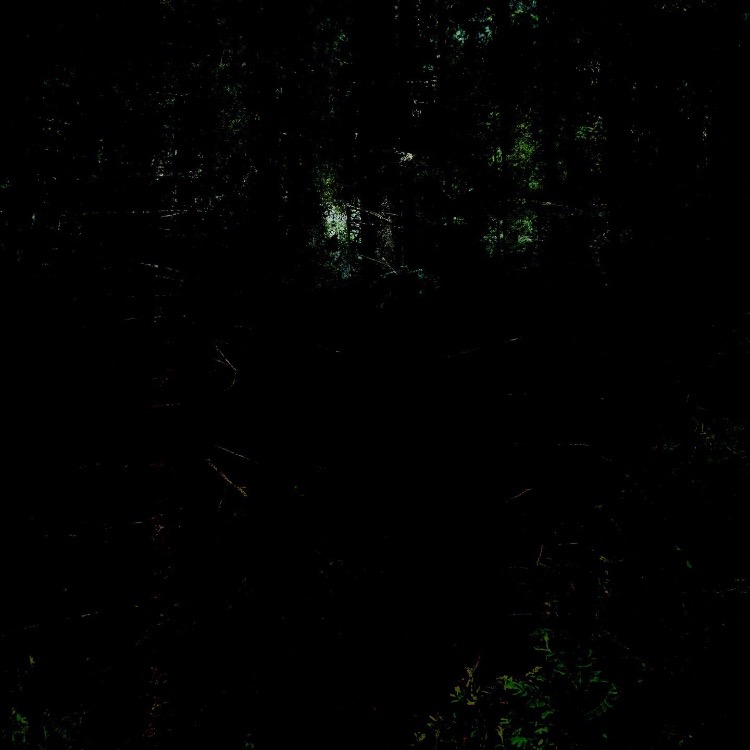 The Park is the Messenger of the Forest no.1
