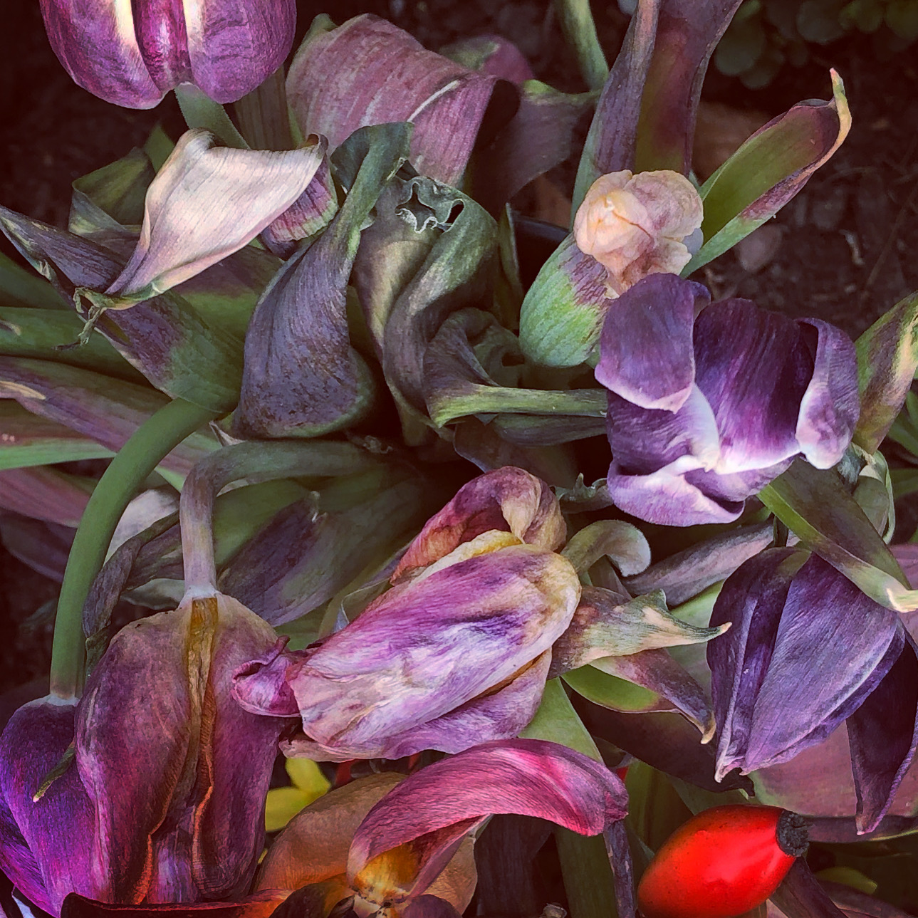 Breeding Lilacs out of the dead land 2