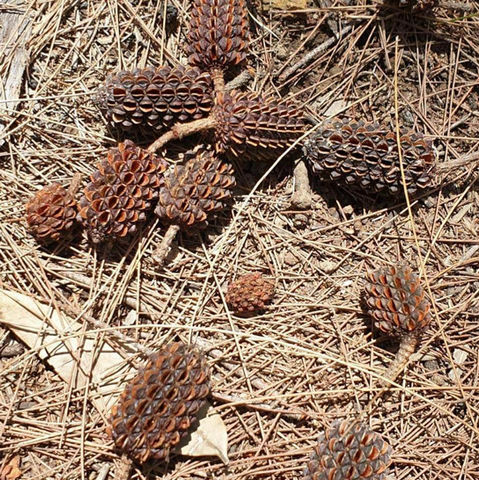 She Oak Seedpods.jpg