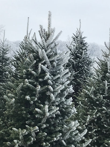 Fraser fir with snow