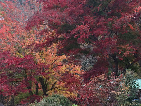 紅葉の御岳🍁