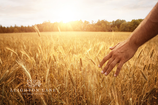 field of wheat and a man's hand brushing the wheat